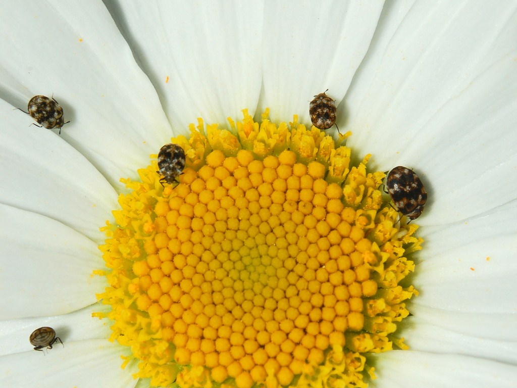 Una miriade di piccoli coleotteri: Anthrenus